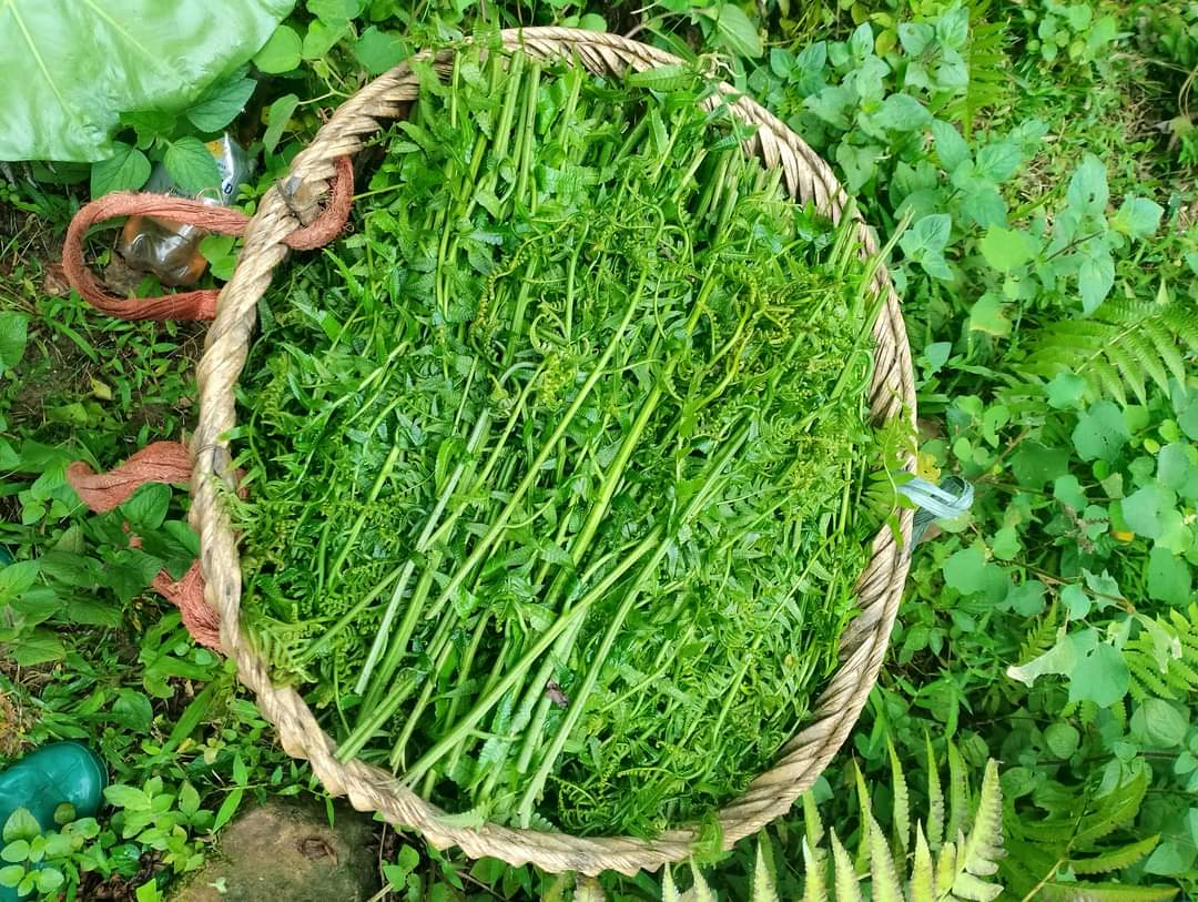 Ăn 1 mớ rau này tốt ngang thịt bò, nhìn qua cứ tưởng "cỏ dại"- Ảnh 2. Ăn 1 mớ rau này tốt ngang thịt bò, nhìn qua cứ tưởng "cỏ dại"- Ảnh 2.