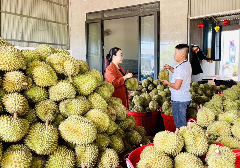 Trồng 250 cây sầu riêng VietGAP, nghìn trái treo lủng lẳng trên cành, một nhà vườn Gia Lai ước lãi 2,4 tỷ- Ảnh 4.