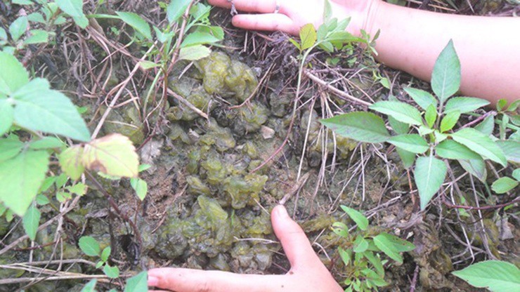 "Lộc trời" mọc trên đá xưa ít người biết nay thành đặc sản, 100.000 đồng/kg- Ảnh 1. "Lộc trời" mọc trên đá xưa ít người biết nay thành đặc sản, 100.000 đồng/kg- Ảnh 1.