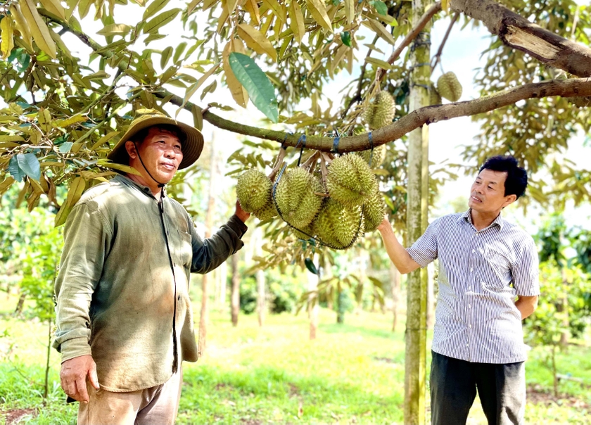 Trồng 250 cây sầu riêng VietGAP, nghìn trái treo lủng lẳng trên cành, một nhà vườn Gia Lai ước lãi 2,4 tỷ- Ảnh 2.