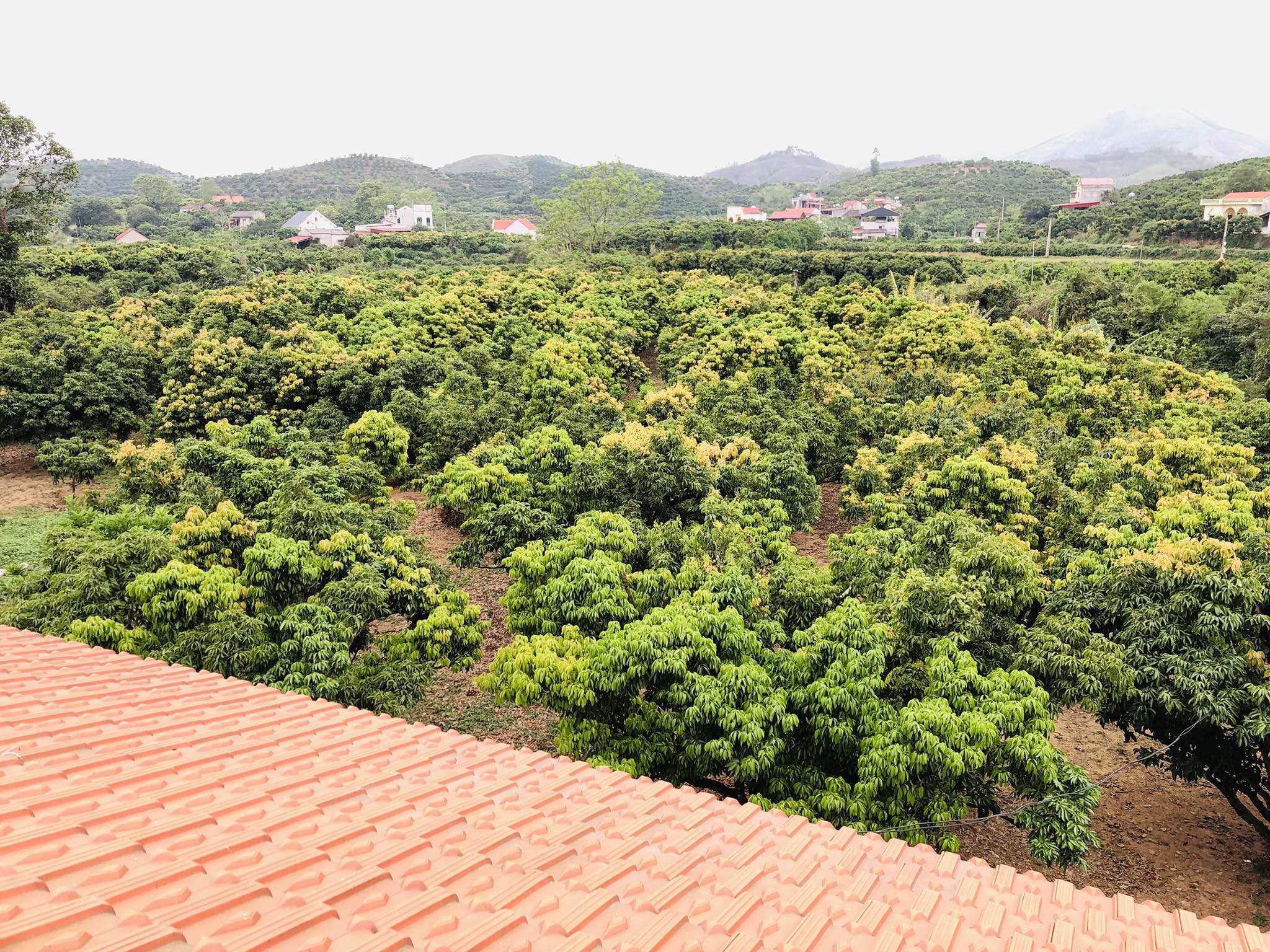 Vải thiều Lục Ngạn mất mùa nặng, mang sọt vải ra chợ bán tiểu thương tranh nhau mua- Ảnh 4.