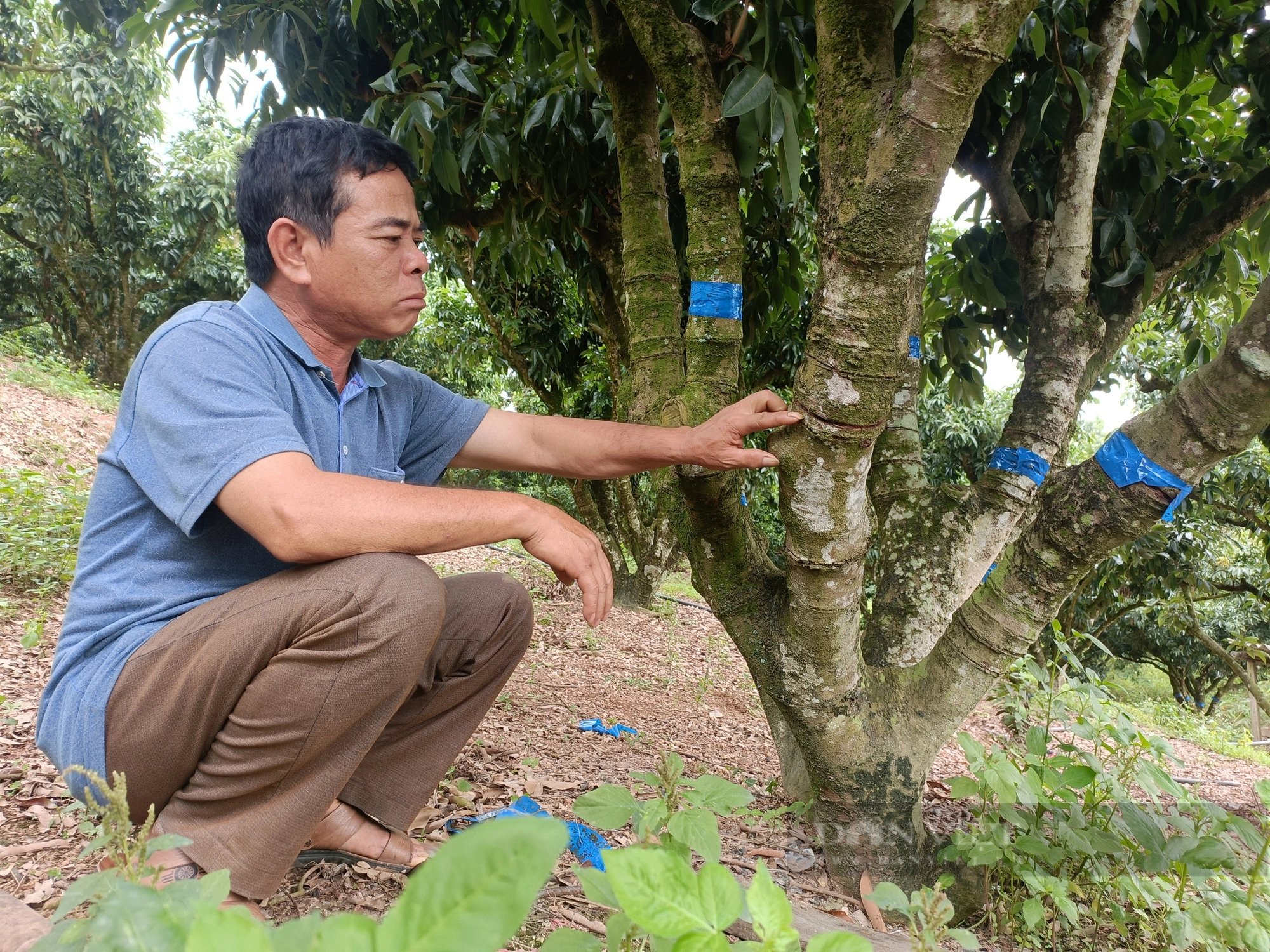 Vải thiều Lục Ngạn mất mùa nặng, mang sọt vải ra chợ bán tiểu thương tranh nhau mua- Ảnh 3.