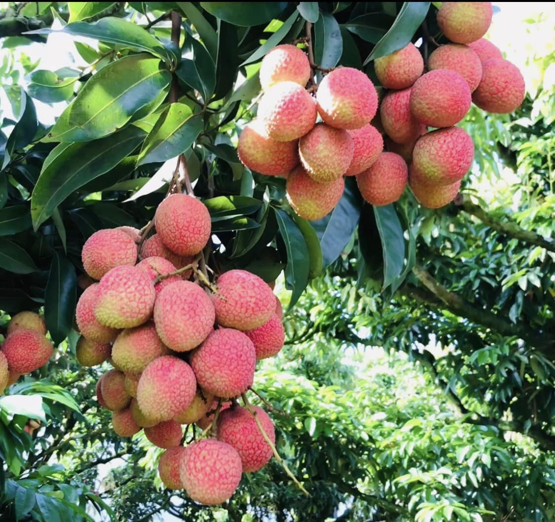 Vải thiều Lục Ngạn mất mùa nặng, mang sọt vải ra chợ bán tiểu thương tranh nhau mua- Ảnh 1.
