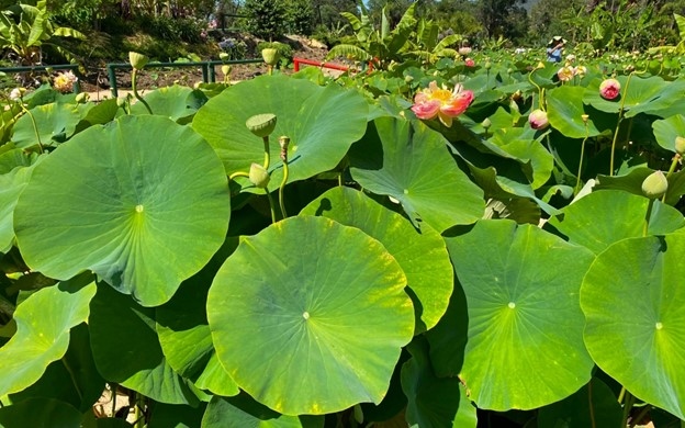 Thảo dược vạn năng ngay từ loại cây quen thuộc, người Việt lại đang bỏ phí- Ảnh 2. Thảo dược vạn năng ngay từ loại cây quen thuộc, người Việt lại đang bỏ phí- Ảnh 2.