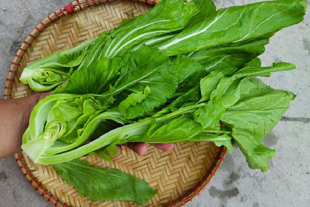 Ăn 1 mớ rau này như "nhân sâm của người nghèo", đã rẻ bèo lại còn ngon- Ảnh 1. Ăn 1 mớ rau này như "nhân sâm của người nghèo", đã rẻ bèo lại còn ngon- Ảnh 1.