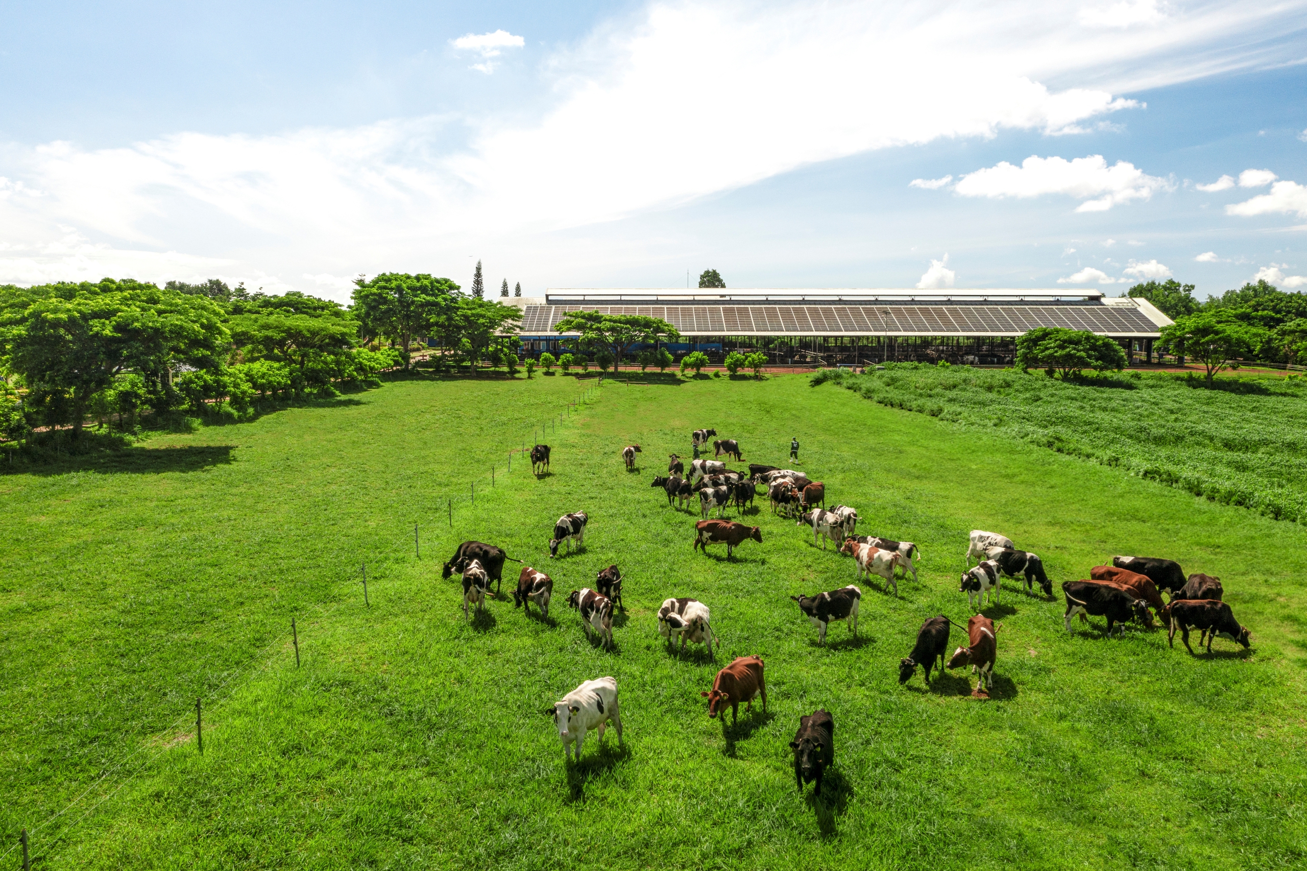 Hệ sinh thái “Net Zero” đã vượt ra ngoài những trang trại xanh của Vinamilk - Ảnh 6.