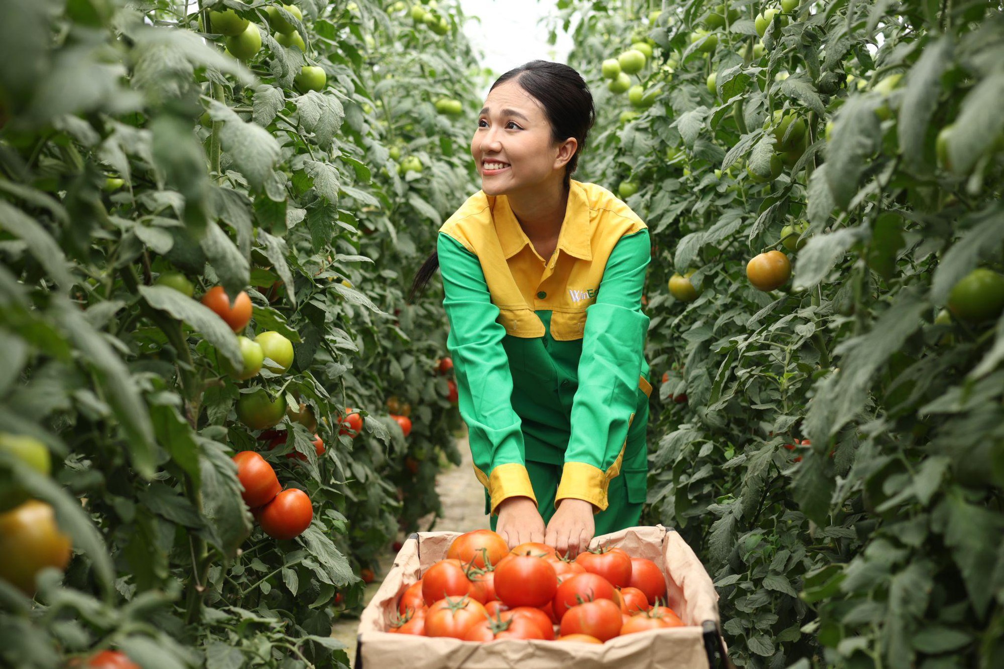 Phóng sự ảnh: Một ngày làm việc ngập tràn hạnh phúc ở Nông trường rau sạch WinEco- Ảnh 3.