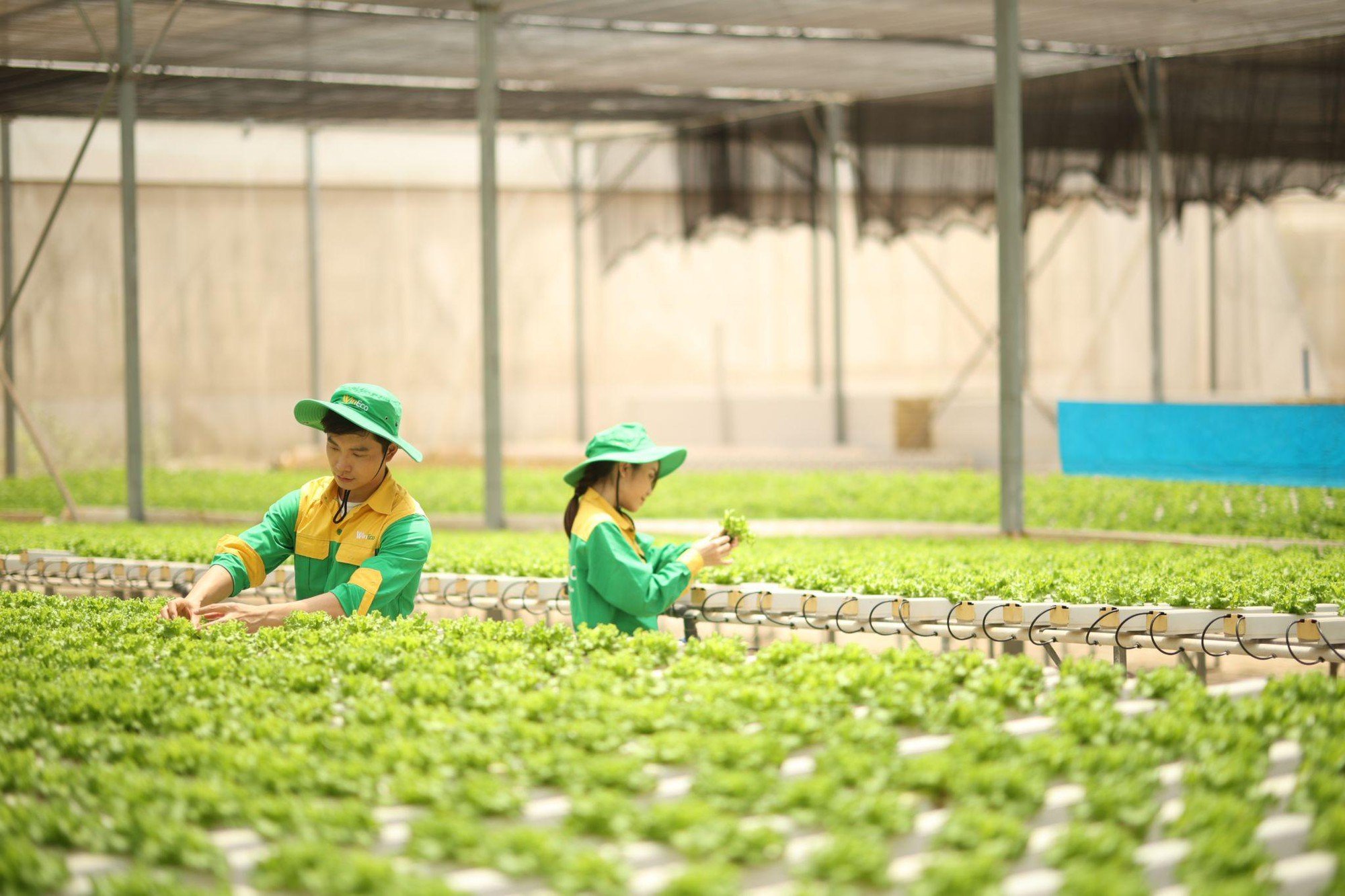 Phóng sự ảnh: Một ngày làm việc ngập tràn hạnh phúc ở Nông trường rau sạch WinEco- Ảnh 4.