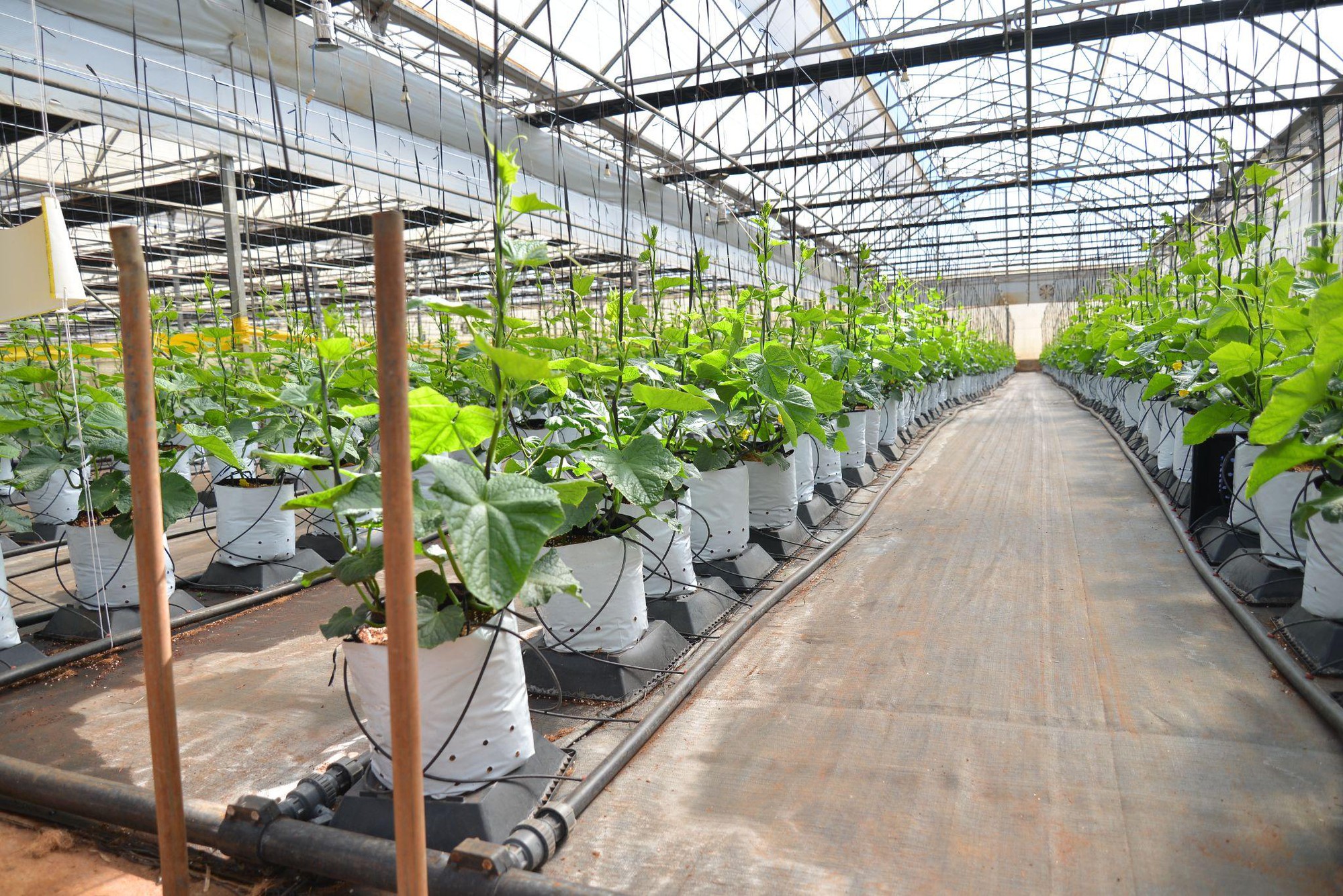 Phóng sự ảnh: Một ngày làm việc ngập tràn hạnh phúc ở Nông trường rau sạch WinEco- Ảnh 10.