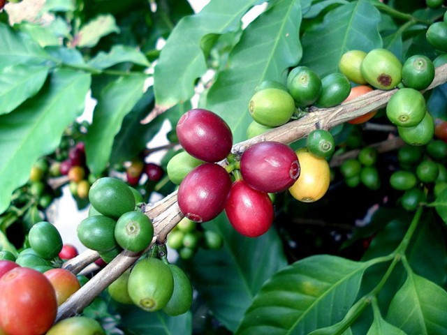 Giá cà phê tiếp tục tăng mạnh phiên cuối tuần, Robusta vượt mức lịch sử- Ảnh 1.