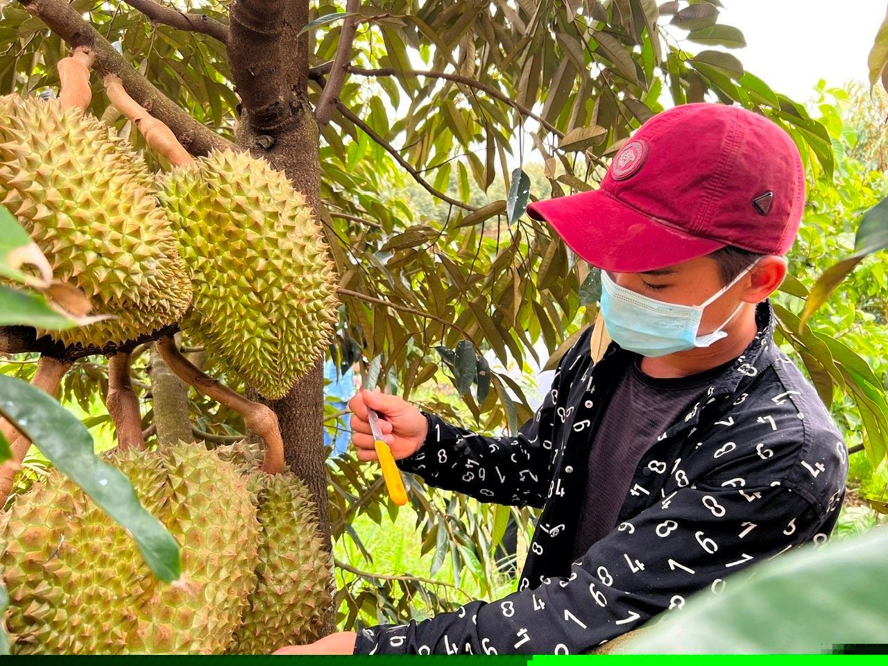 Độc lạ Bình Thuận: Nghề nghe tiếng "bộp bộp" hay "boong boong", ngửi mùi loại quả lắm gai kiếm tiền triệu mỗi ngày- Ảnh 1.