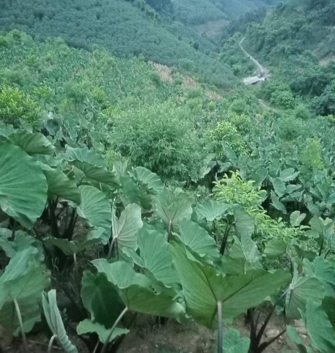 Thôi trồng ngô, trồng loại cây lá to hơn quạt mo, nhổ lên củ bự, dân một xã ở Lào Cai lãi nhiều- Ảnh 1.