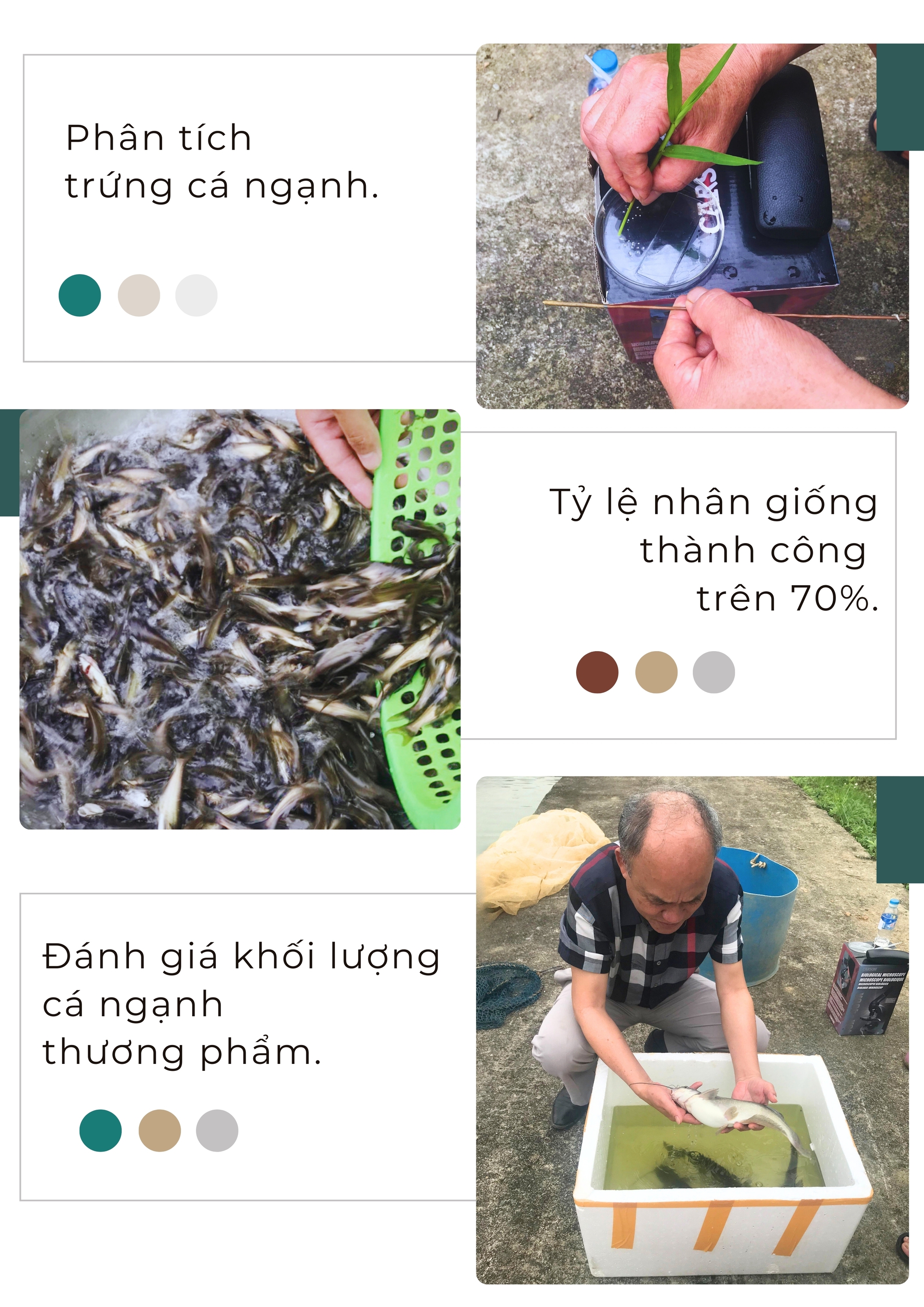 Ở một xã của Lào Cai, dân đang nuôi loại cá đặc sản, nghe tên đã thích, thấy tận mắt còn ham mua- Ảnh 3.