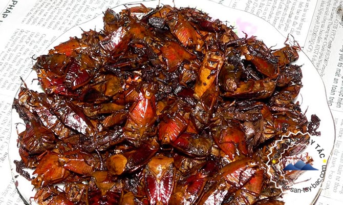 Kể chuyện làng: Đặc sản bọ xít trứ danh ngon "quên đường về" của bà con người Thái Tây Bắc- Ảnh 5.