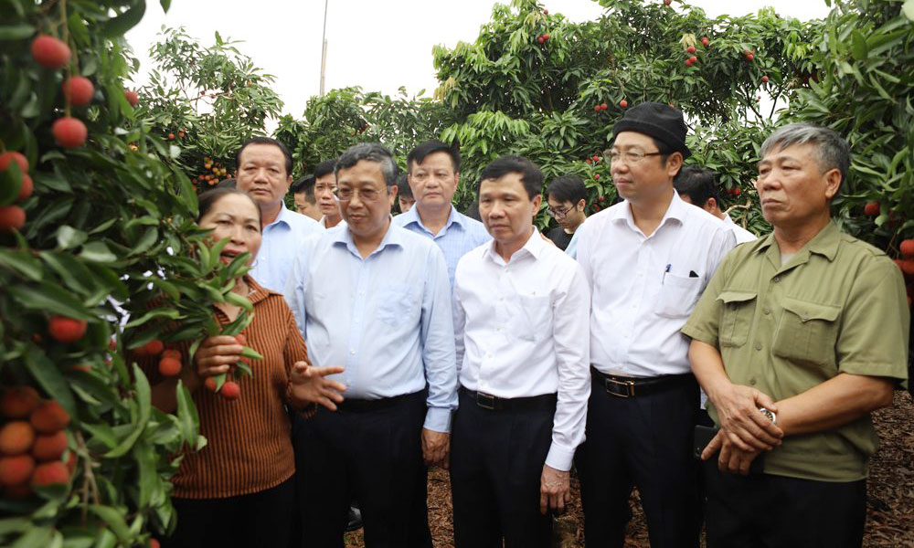 Độc đáo vườn vải thiều trĩu quả, 30 năm không mất mùa, thương nhân Trung Quốc vào tận vườn chốt giá- Ảnh 3.