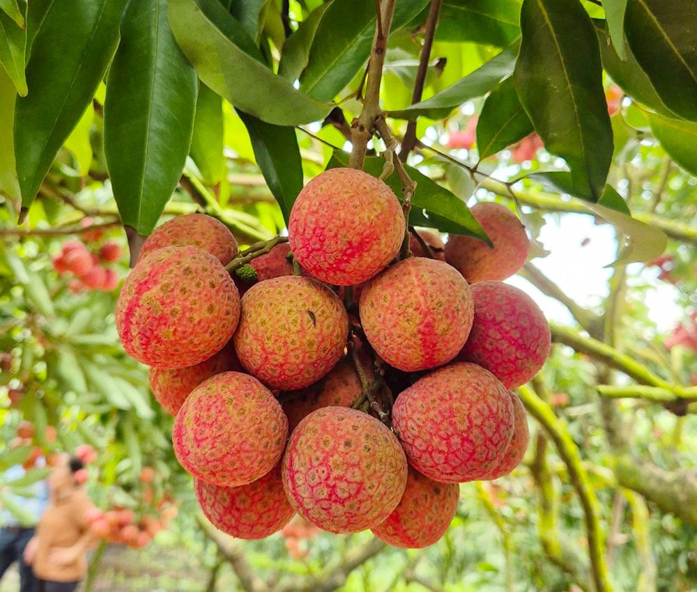 Độc đáo vườn vải thiều trĩu quả, 30 năm không mất mùa, thương nhân Trung Quốc vào tận vườn chốt giá- Ảnh 2.