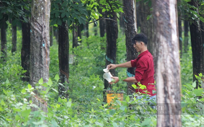 Nông dân thu hoạch mủ cao su tiểu điền ở Bình Dương. Ảnh: Trần Khánh
