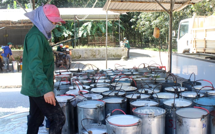 Giá mủ cao su tăng trong bối cảnh lo ngại về nguồn cung thắt chặt. Ảnh: Trần Khánh