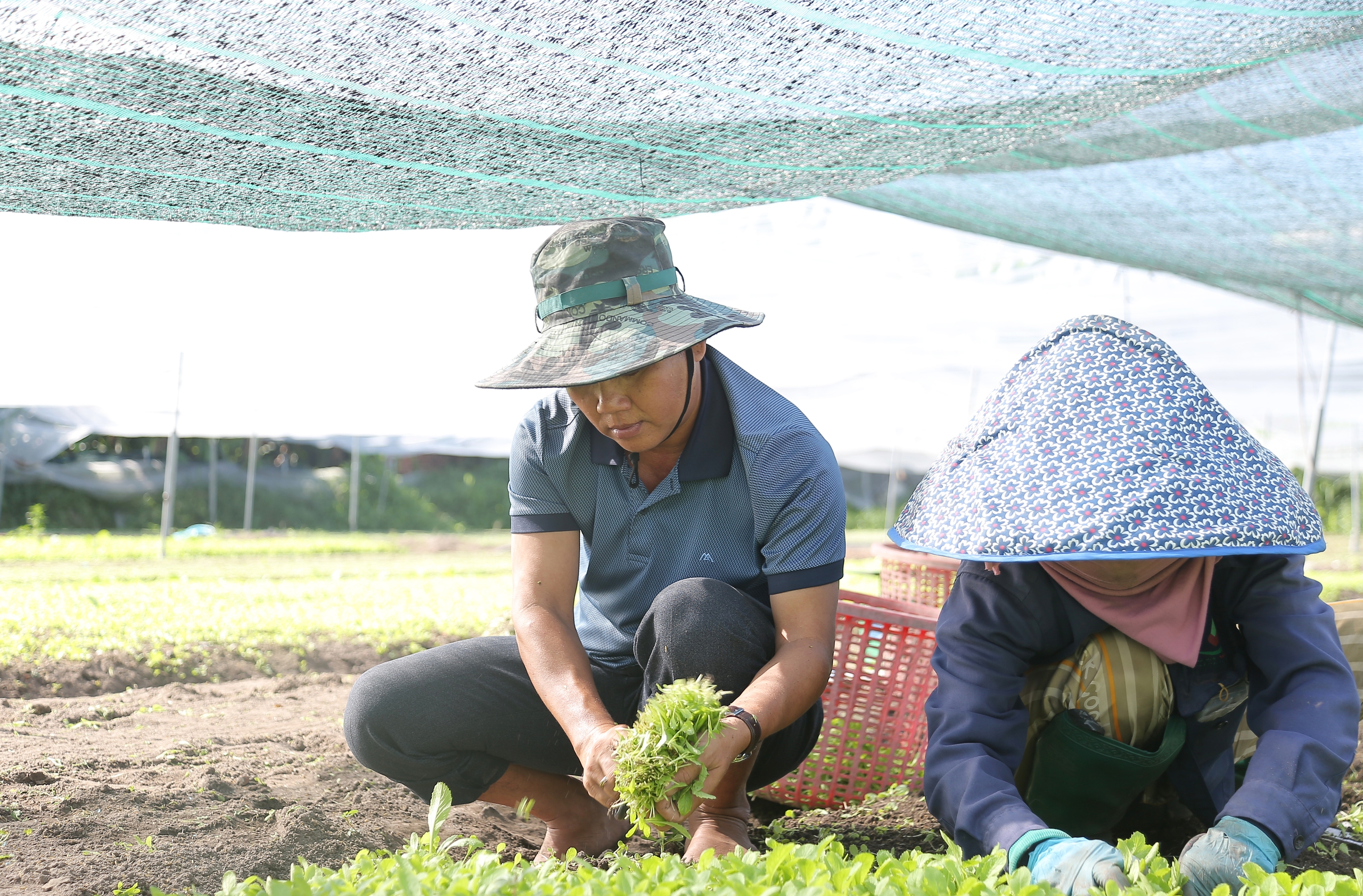 Những vấn đề khiến chuyển đổi số trong nông nghiệp không dễ thực hiện- Ảnh 3.