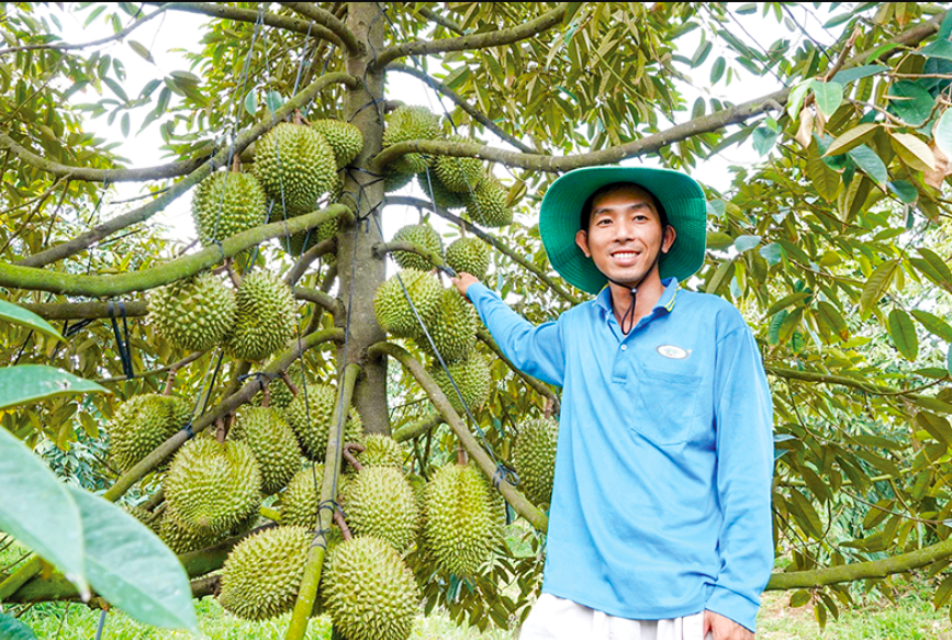 'Nữ hoàng' trái cây và giá trị xuất khẩu tỷ USD- Ảnh 1.