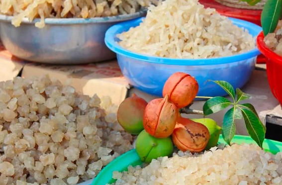 Thứ xưa không ai ăn nay thành đặc sản được "săn lùng" vào mỗi dịp hè, 350.000 đồng/kg- Ảnh 4. Thứ xưa không ai ăn nay thành đặc sản được "săn lùng" vào mỗi dịp hè, 350.000 đồng/kg- Ảnh 4.