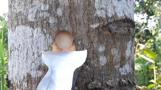 Thứ xưa không ai ăn nay thành đặc sản được "săn lùng" vào mỗi dịp hè, 350.000 đồng/kg- Ảnh 1. Thứ xưa không ai ăn nay thành đặc sản được "săn lùng" vào mỗi dịp hè, 350.000 đồng/kg- Ảnh 1.
