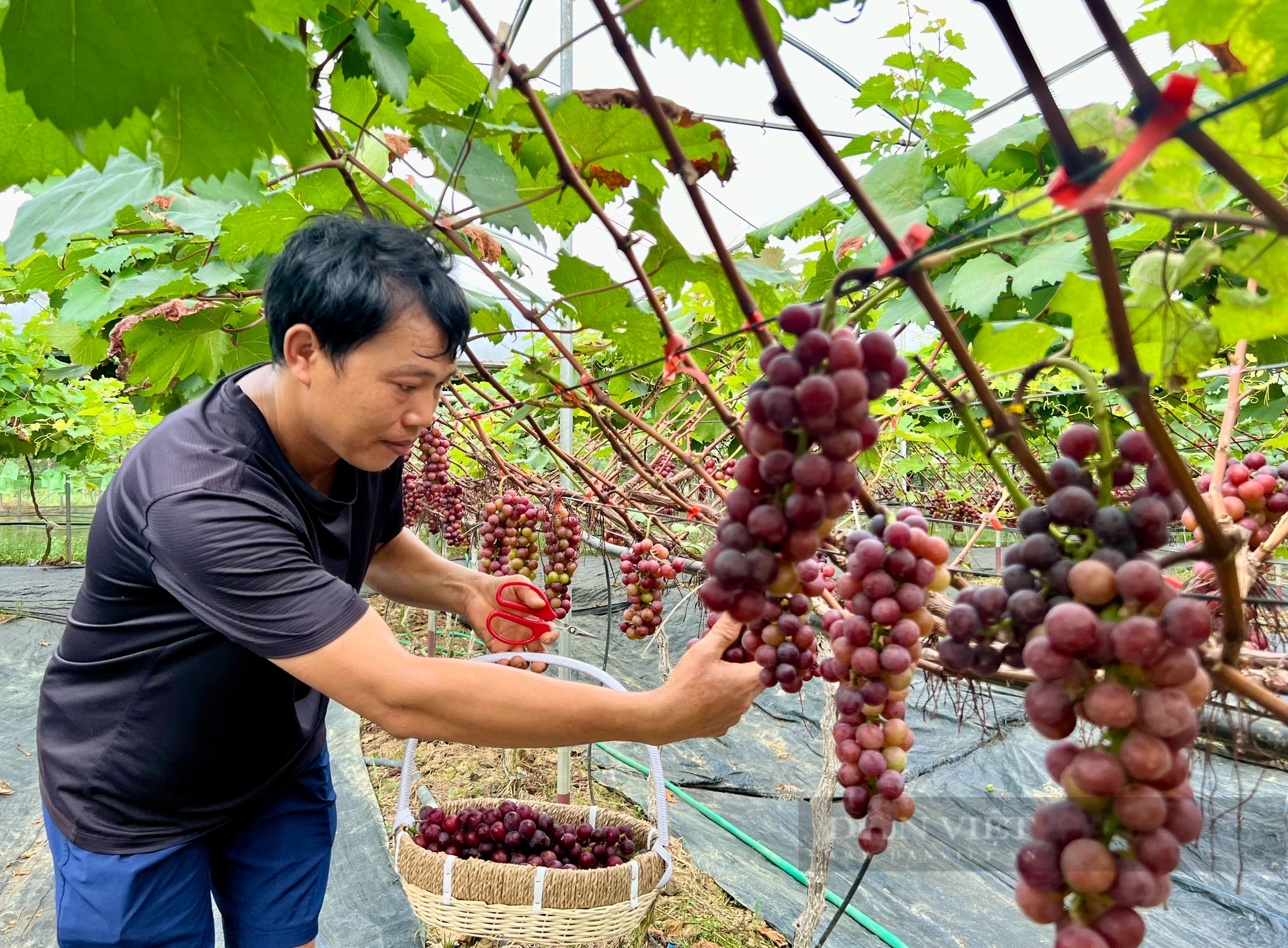 Vườn trồng thứ dây leo, treo chi chít quả ngon ở Vĩnh Phúc, dân tình ra vào, hái thoải mái, tha hồ chụp ảnh- Ảnh 1.