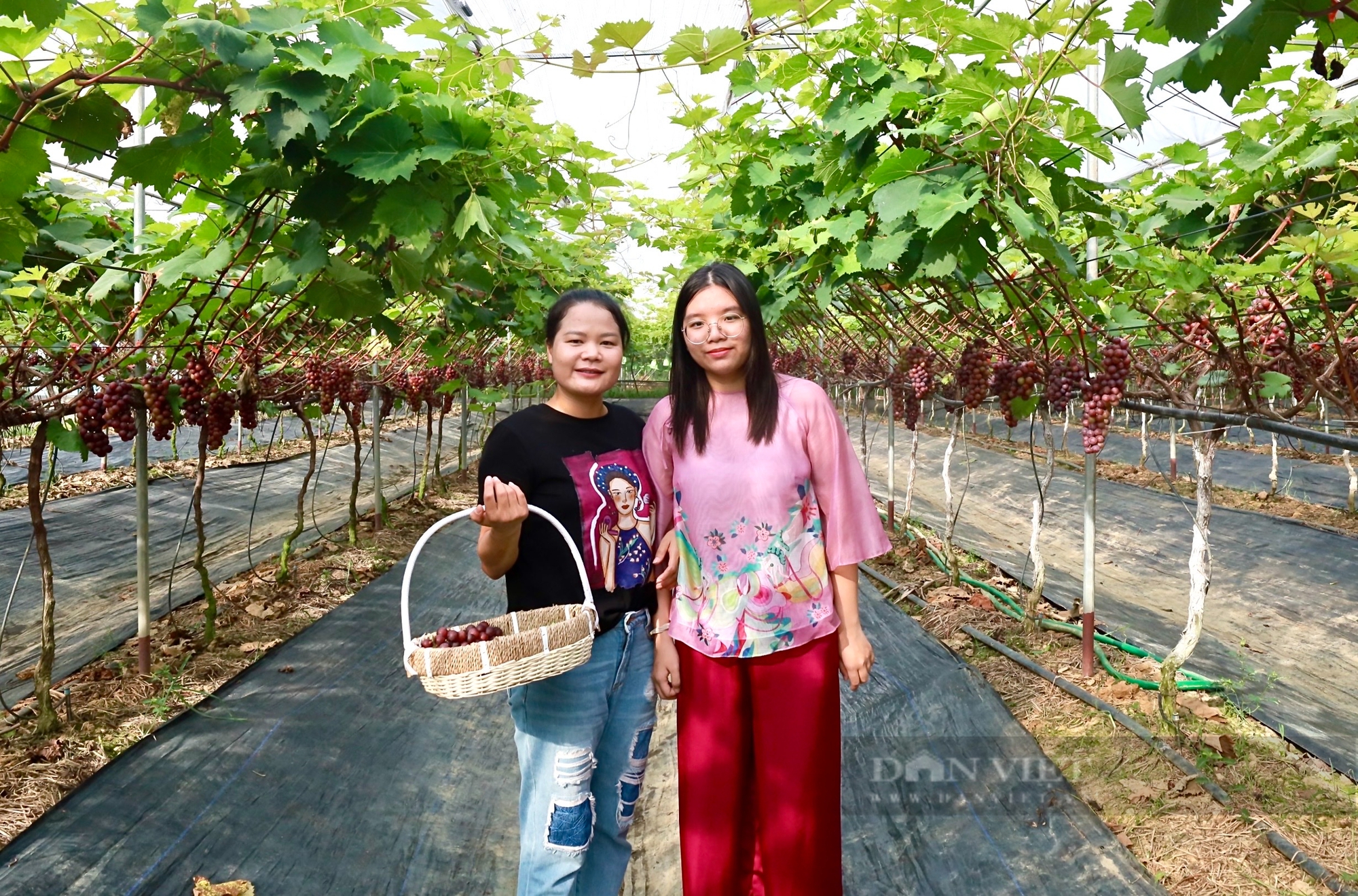 Vườn trồng thứ dây leo, treo chi chít quả ngon ở Vĩnh Phúc, dân tình ra vào, hái thoải mái, tha hồ chụp ảnh- Ảnh 3.