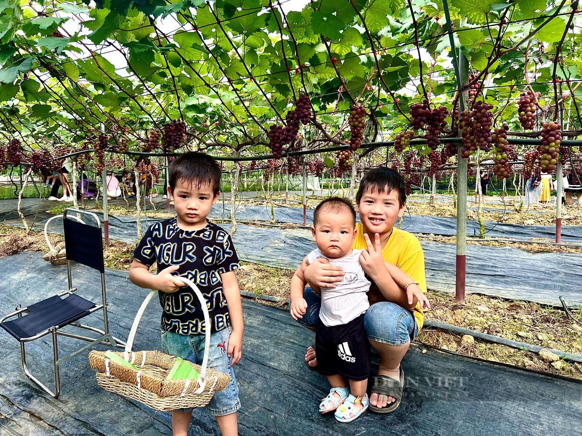 Vườn trồng thứ dây leo, treo chi chít quả ngon ở Vĩnh Phúc, dân tình ra vào, hái thoải mái, tha hồ chụp ảnh- Ảnh 4.