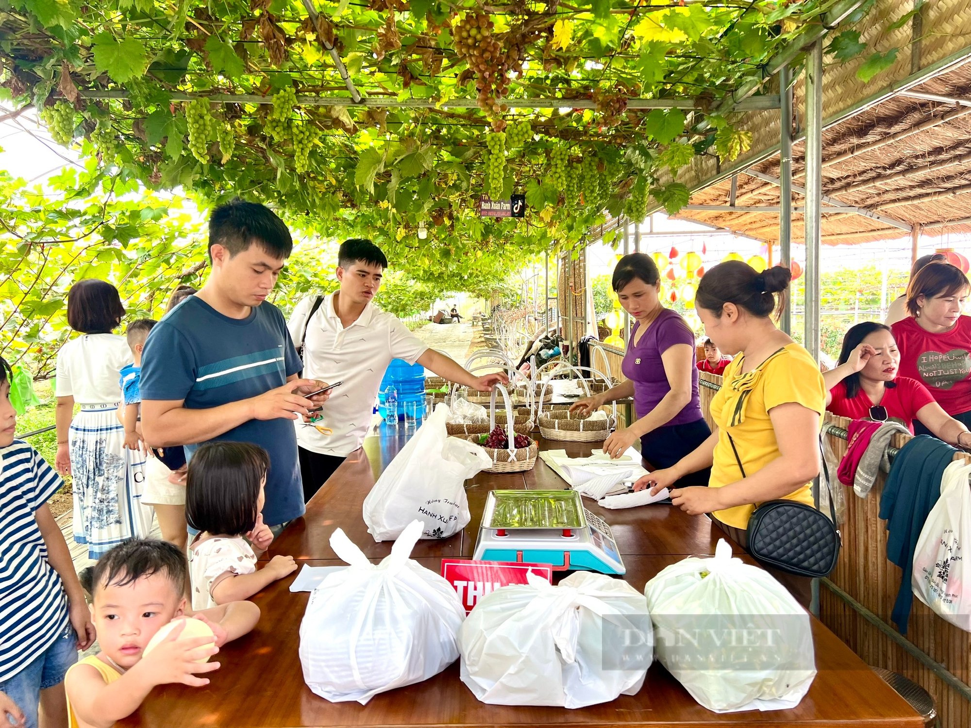 Vườn trồng thứ dây leo, treo chi chít quả ngon ở Vĩnh Phúc, dân tình ra vào, hái thoải mái, tha hồ chụp ảnh- Ảnh 5.
