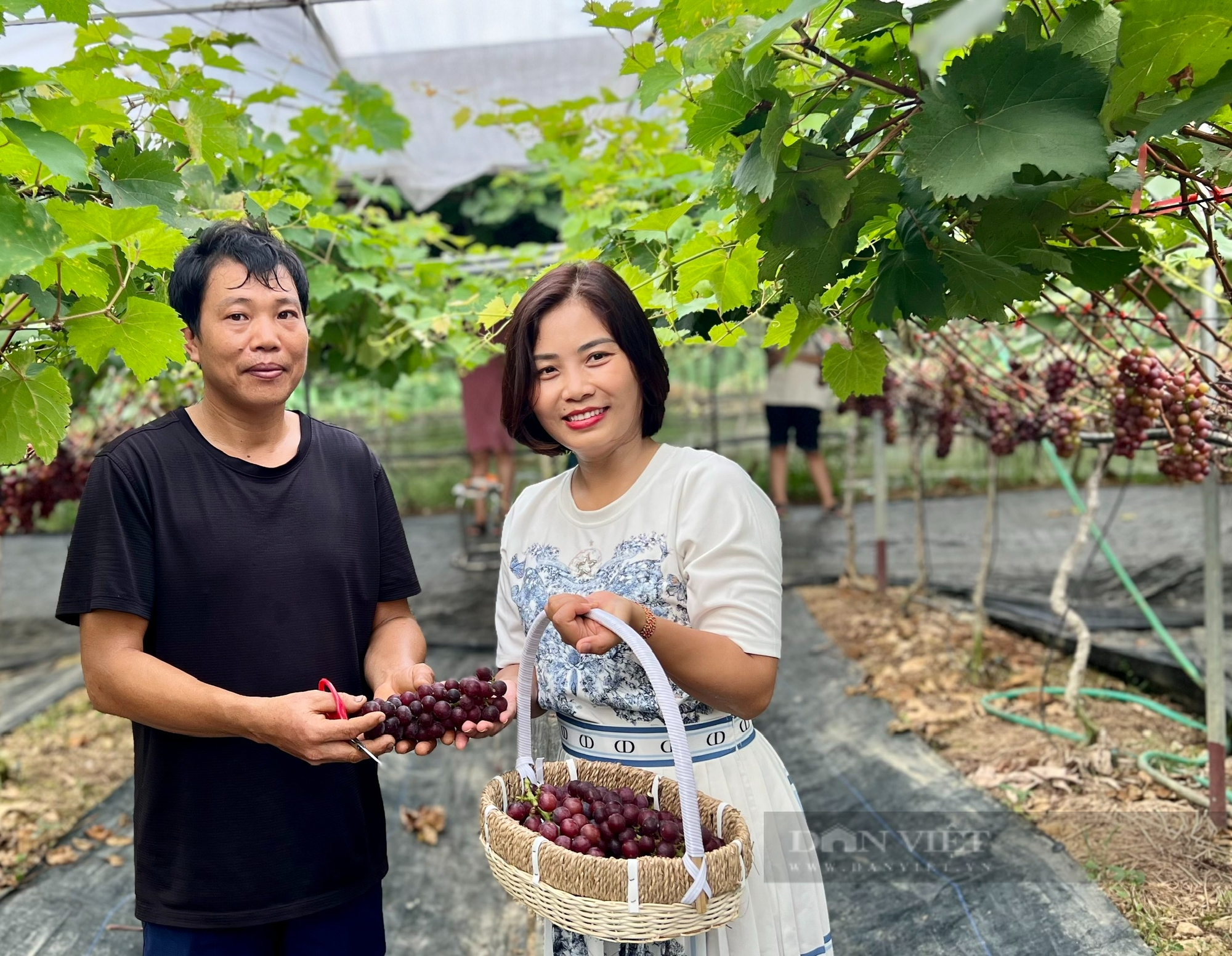 Vườn trồng thứ dây leo, treo chi chít quả ngon ở Vĩnh Phúc, dân tình ra vào, hái thoải mái, tha hồ chụp ảnh- Ảnh 8.