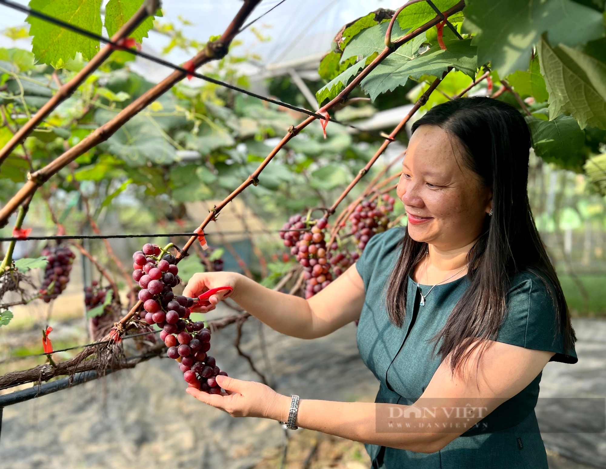 Vườn trồng thứ dây leo, treo chi chít quả ngon ở Vĩnh Phúc, dân tình ra vào, hái thoải mái, tha hồ chụp ảnh- Ảnh 10.