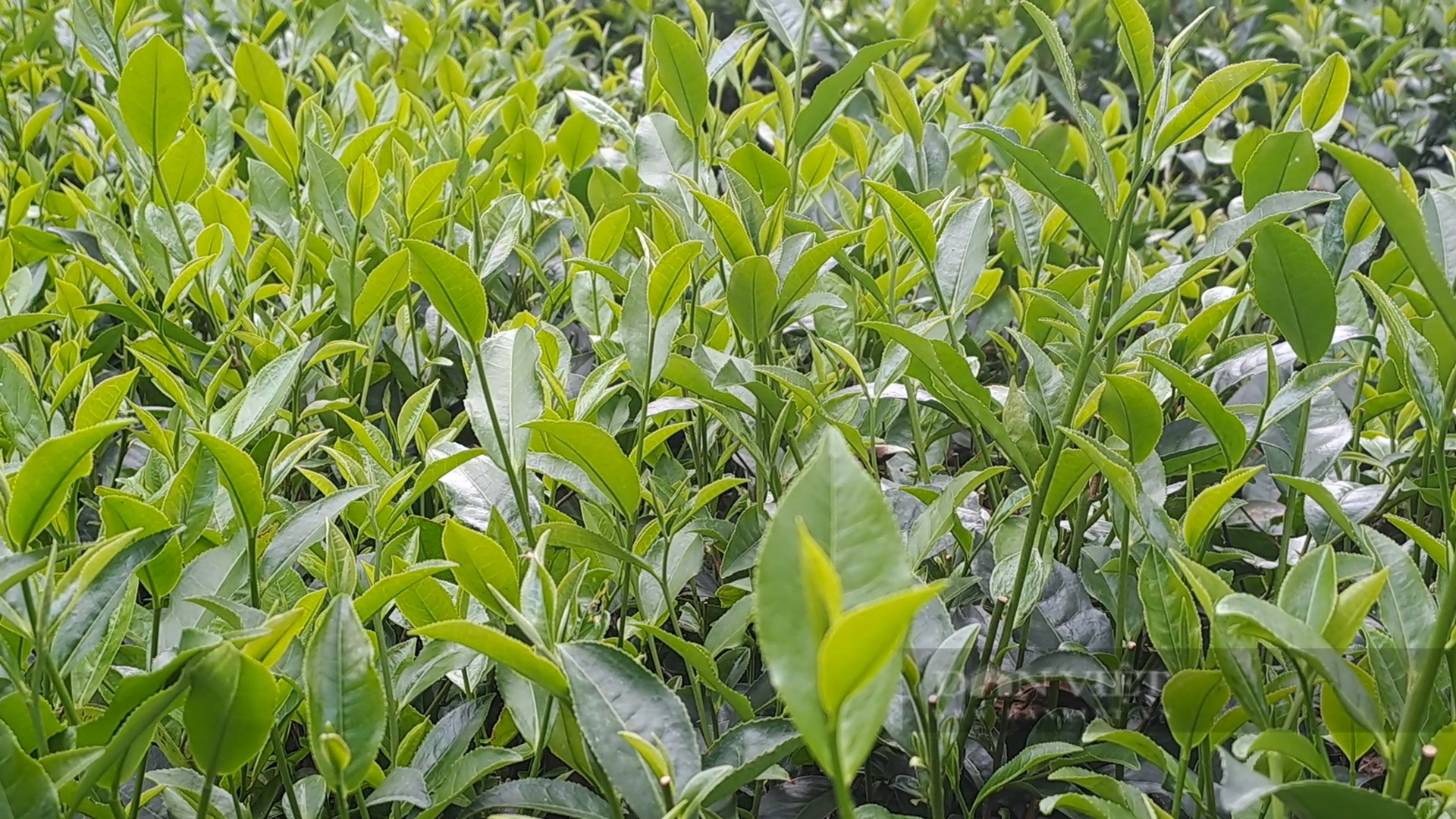 Trồng chè sạch, một HTX ở Thái Nguyên giúp nông dân tăng thu nhập- Ảnh 2.