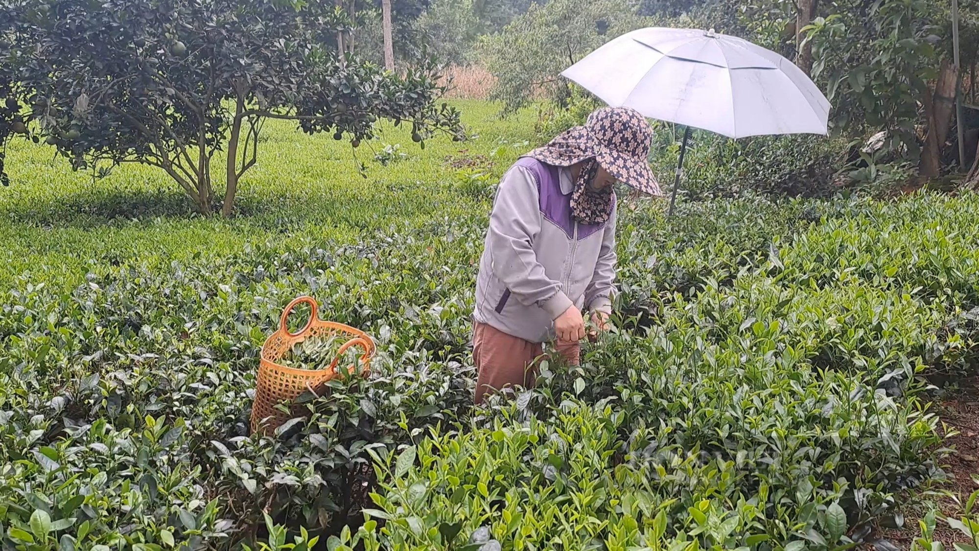 Trồng chè sạch, một HTX ở Thái Nguyên giúp nông dân tăng thu nhập- Ảnh 1.