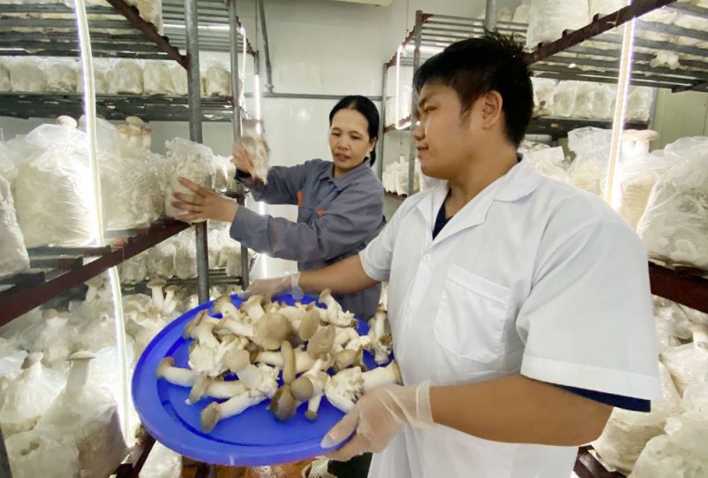 Bắc Giang: Đẩy mạnh chế biến chuyên sâu để nâng cao chất lượng sản phẩm OCOP- Ảnh 3.