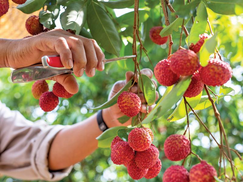 Đặc sản nổi tiếng Bắc Giang: Một loại quả đang "làm mưa, làm gió", đạt OCOP 5 sao, đó là quả gì?- Ảnh 1.