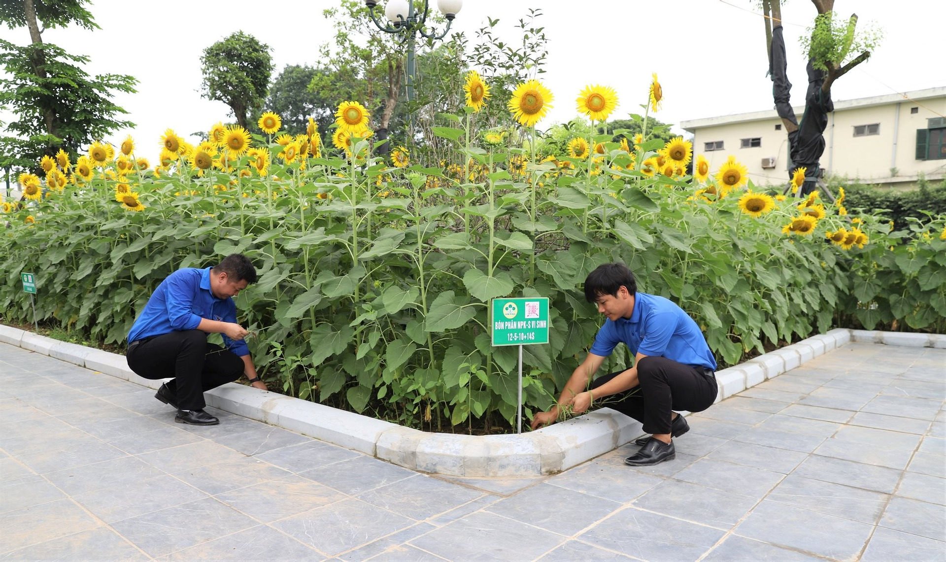 Ấn tượng vườn thực nghiệm "view triệu đô" của Supe Lâm Thao- Ảnh 5.