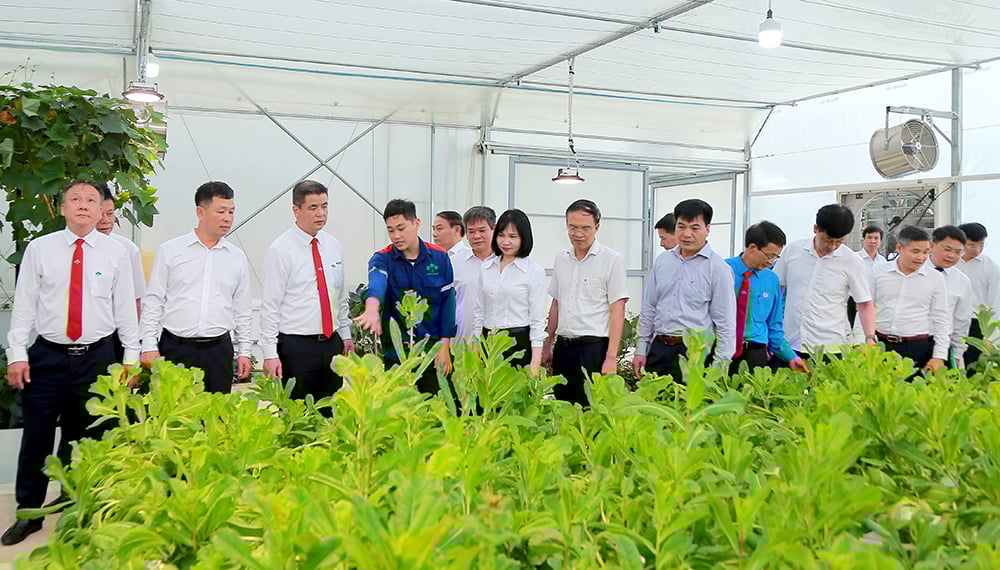 Ấn tượng vườn thực nghiệm "view triệu đô" của Supe Lâm Thao- Ảnh 6.