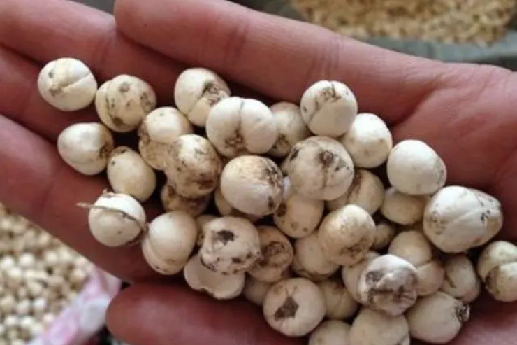 Lên núi thấy loại hoa này cứ đào rễ mà bán, thu ngay tiền tươi vài triệu đồng/kg- Ảnh 4. Lên núi thấy loại hoa này cứ đào rễ mà bán, thu ngay tiền tươi vài triệu đồng/kg- Ảnh 4.