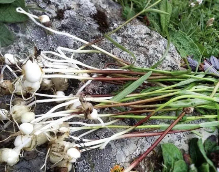 Lên núi thấy loại hoa này cứ đào rễ mà bán, thu ngay tiền tươi vài triệu đồng/kg- Ảnh 3. Lên núi thấy loại hoa này cứ đào rễ mà bán, thu ngay tiền tươi vài triệu đồng/kg- Ảnh 3.