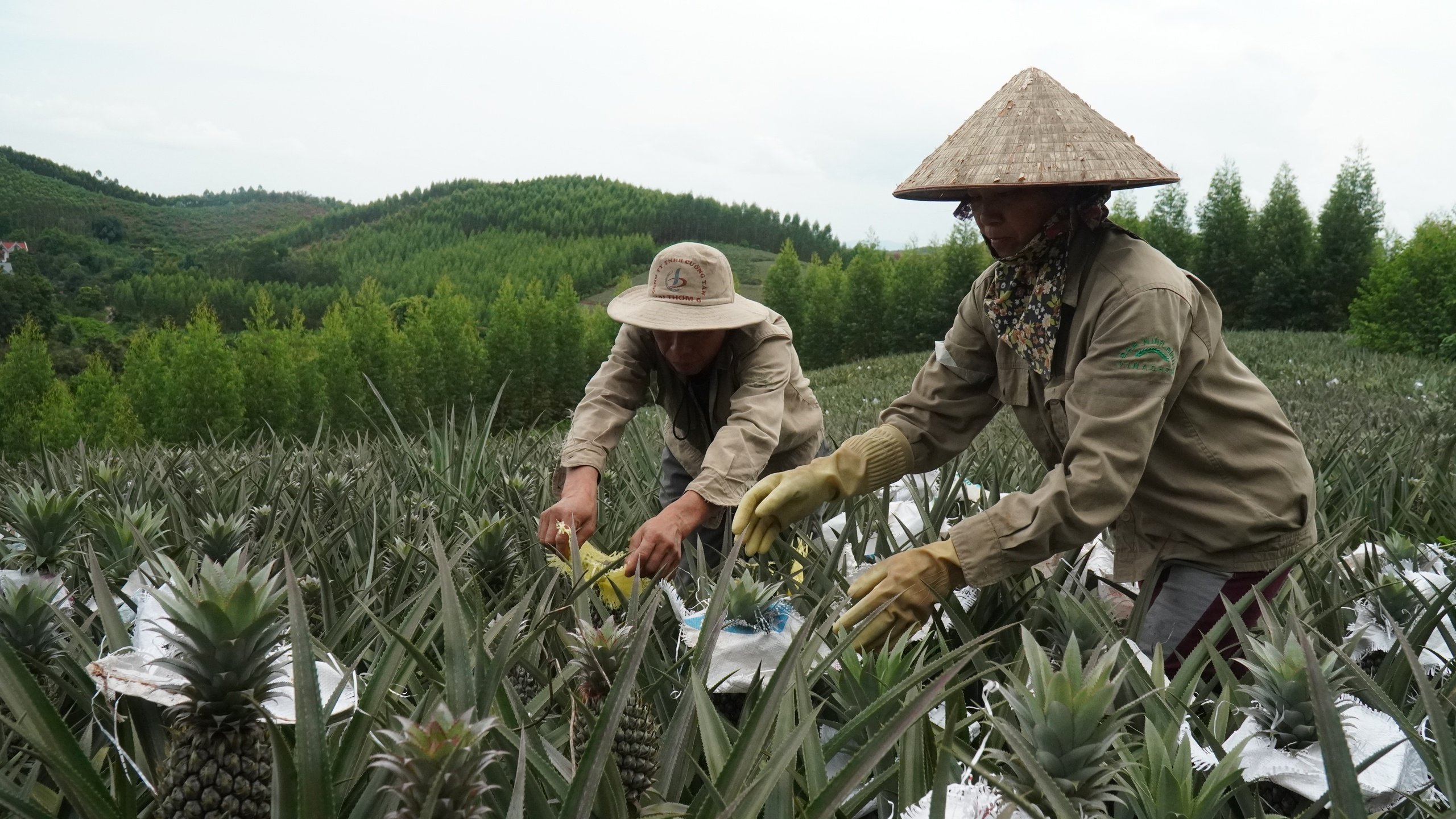 Bắc Giang đặt kế hoạch thành lập mới 90 hợp tác xã, hỗ trợ 9.600 hộ nông dân lên "sàn"- Ảnh 1.