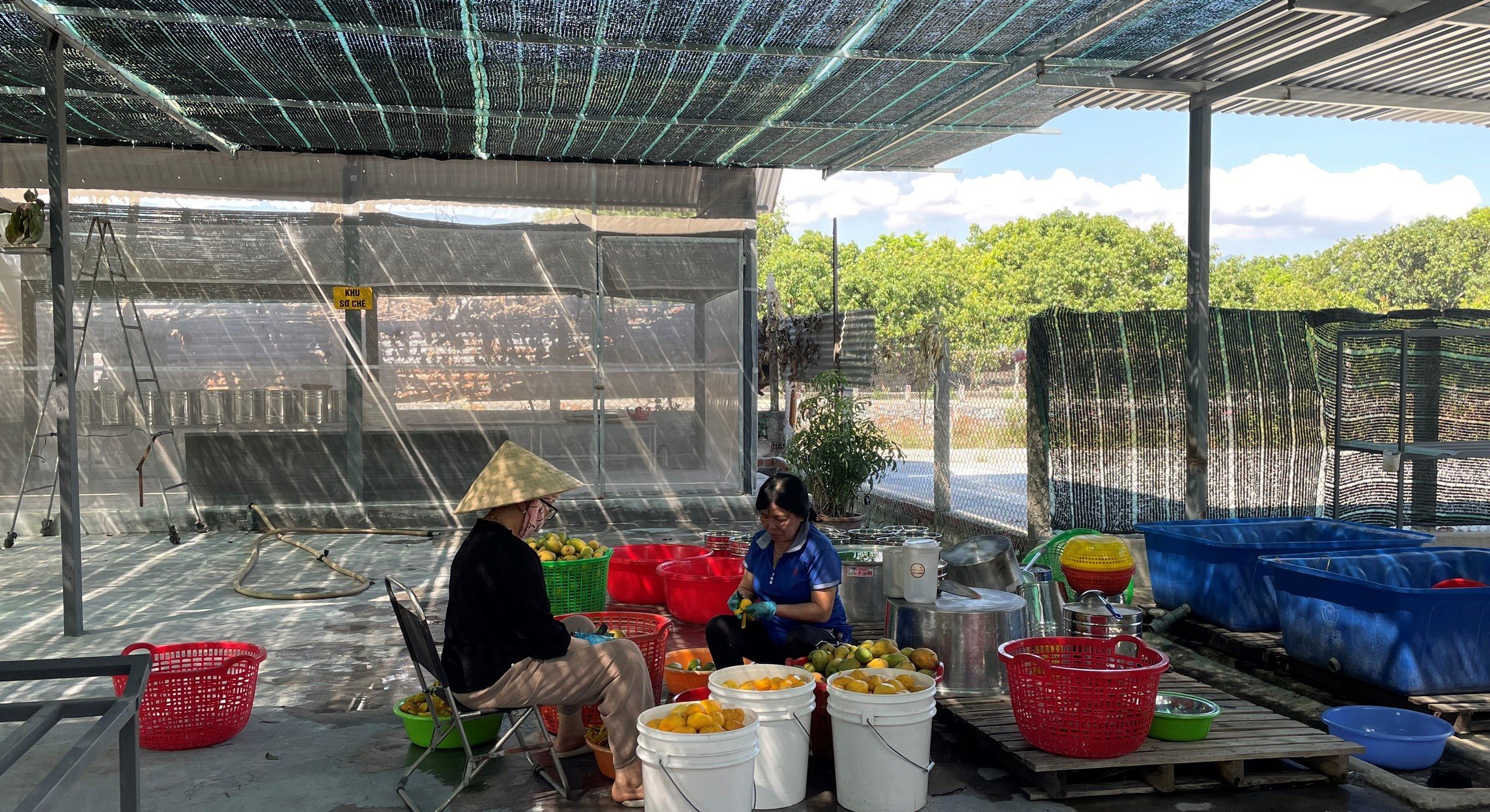 Ở Cam Lâm của Khánh Hòa có một loại bánh lạ màu vàng của trái xoài chín, hễ nếm một miếng là mê luôn- Ảnh 4.