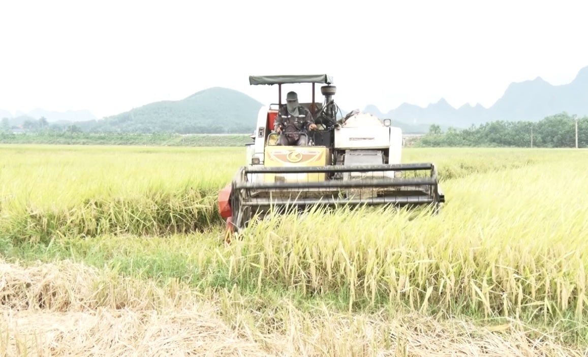 Nông dân Hòa Bình khẩn trương thu hoạch lúa vụ xuân- Ảnh 1. Nông dân Hòa Bình khẩn trương thu hoạch lúa vụ xuân- Ảnh 1.