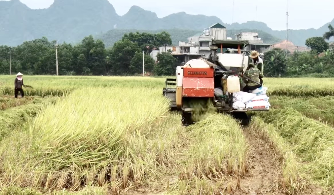 Nông dân Hòa Bình khẩn trương thu hoạch lúa vụ xuân- Ảnh 2. Nông dân Hòa Bình khẩn trương thu hoạch lúa vụ xuân- Ảnh 2.