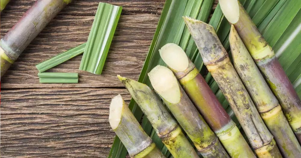 Những bài thuốc chữa bệnh từ cây mía- Ảnh 1. Những bài thuốc chữa bệnh từ cây mía- Ảnh 1.