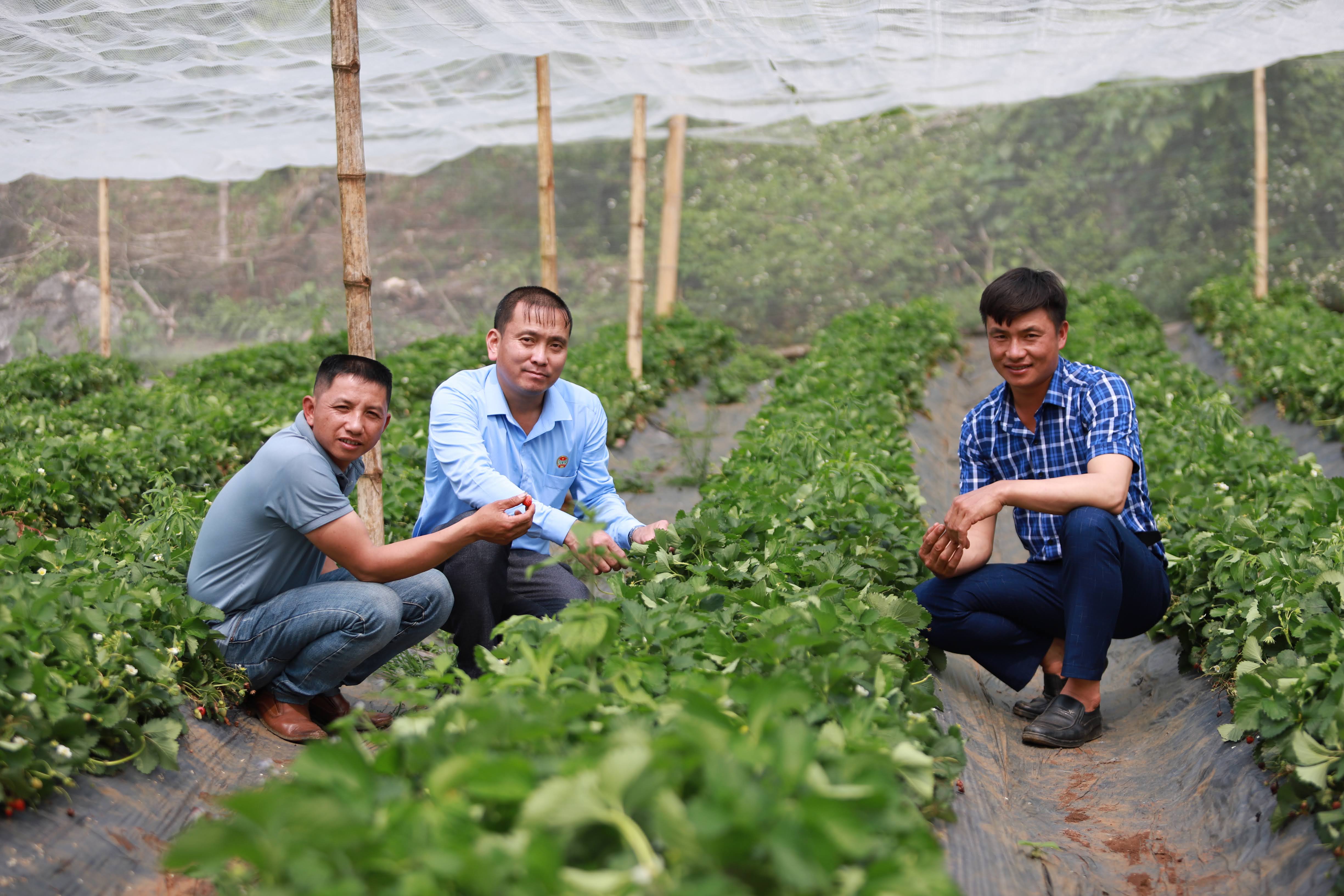 Triển khai Quyết định 182 về Đề án Hội Nông dân Việt Nam tham gia phát triển KTTT, khi các địa phương vào cuộc- Ảnh 2.