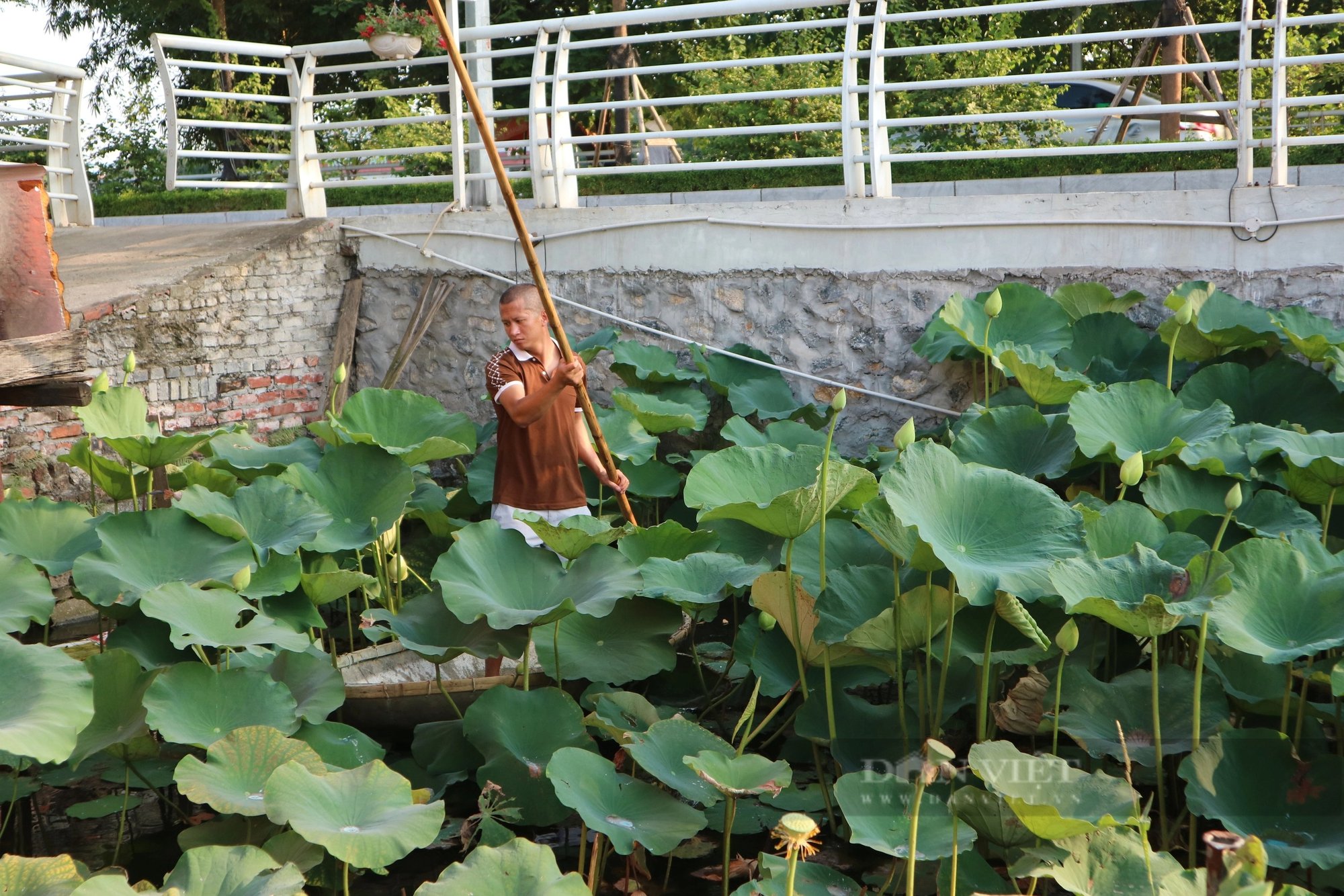 Chủ đầm sen tại Hà Nội bội thu nhờ mốt chụp ảnh hoa sen- Ảnh 4.