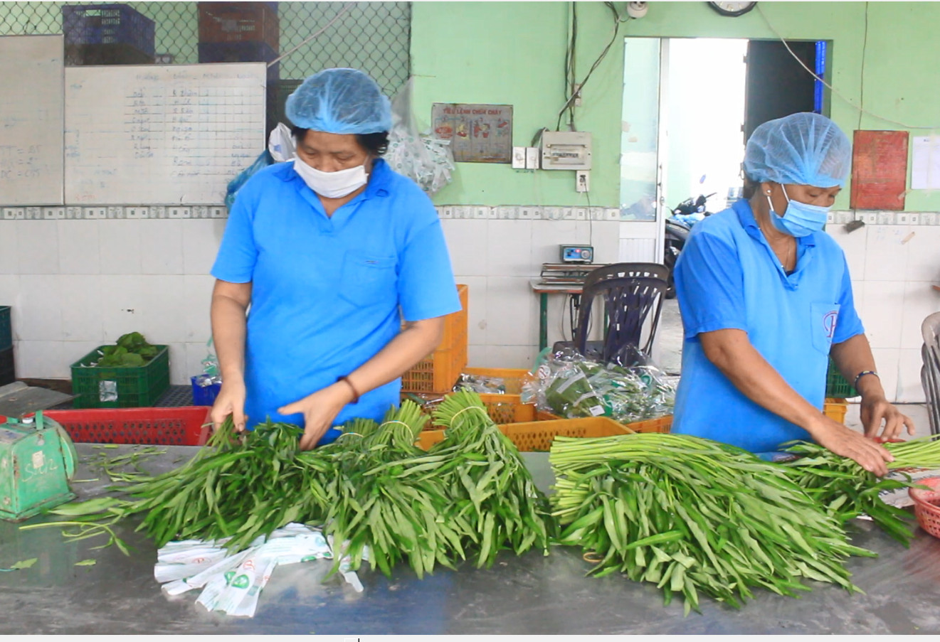 HTX trồng rau gặp khó, TP.HCM triển khai nhiều giải pháp hỗ trợ- Ảnh 3.