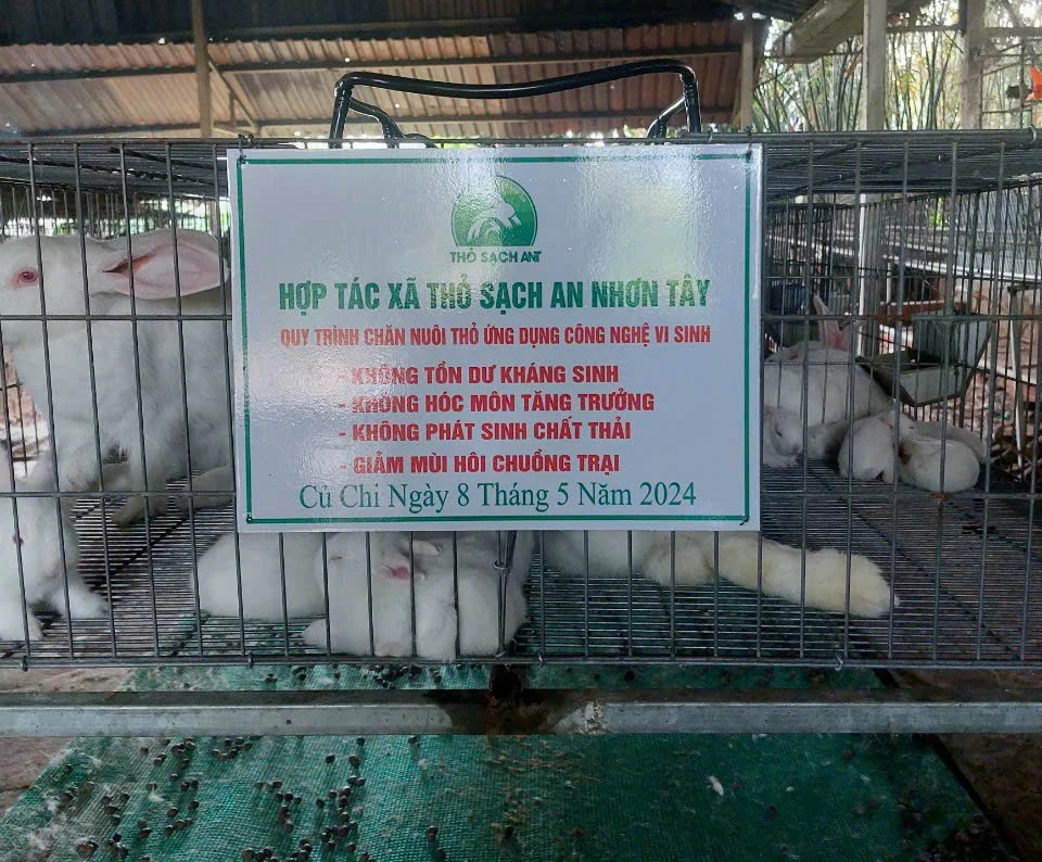 Làm xúc xích, lạp xưởng… từ thịt thỏ, HTX ở vùng "đất Thép" đang ăn nên, làm ra- Ảnh 1.