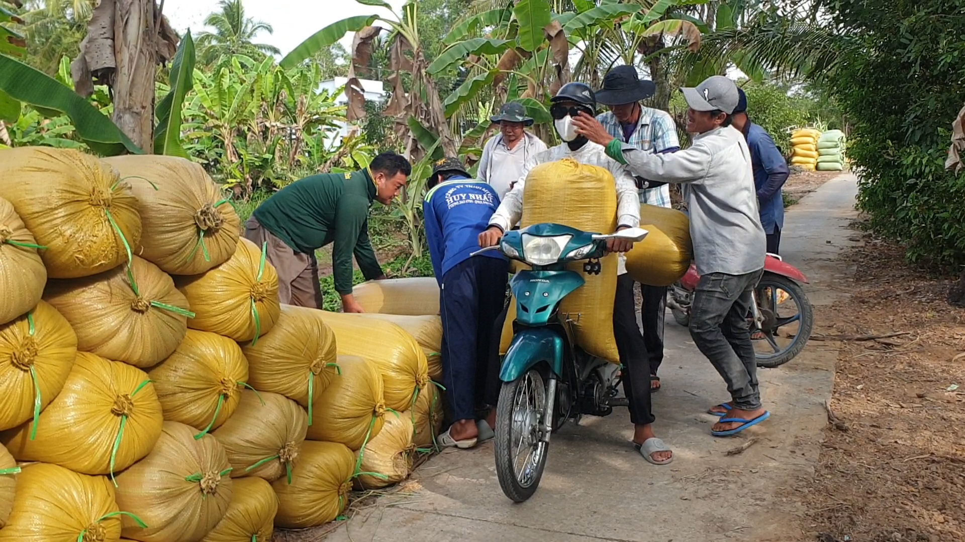 Công an vào cuộc làm rõ vụ nhiều nông dân Cà Mau bị thương lái “quỵt” tiền mua lúa- Ảnh 1.